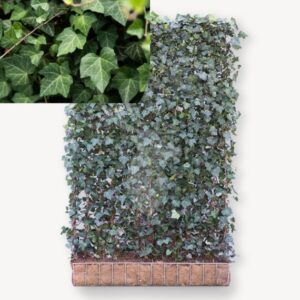 hedera helix woerner | 180x120 cm | mobilane